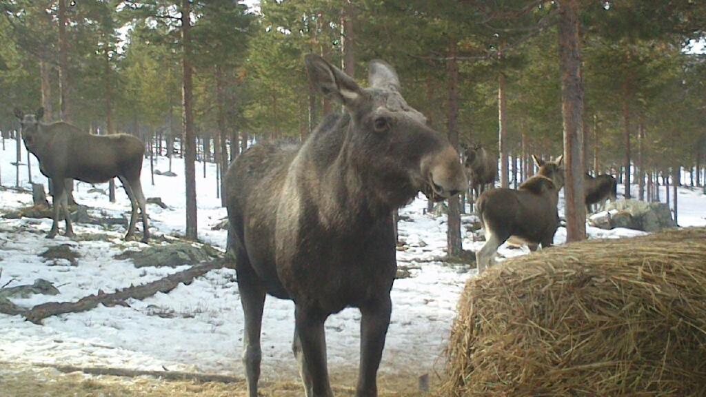 Batsto Camping Elga Buitenkant foto